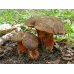 Мицелий Дубовика крапчатого (Boletus erythropus)